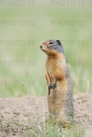 Columbia ground squirrel (Urocitellus columbianus, Spermophilus columbianus) standing upright on the burrow, Jasper National Park, Alberta, Canada