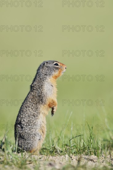 Columbia ground squirrel (Urocitellus columbianus, Spermophilus columbianus) standing upright in a meadow, Jasper National Park, Alberta, Canada