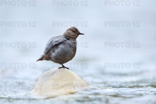 Grey White-throated Dipper (Cinclus mexicanus) standing on a rock in the water, Waterton Lakes National Park, Alberta, Canada