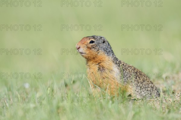 Columbia ground squirrel (Urocitellus columbianus, Spermophilus columbianus) looking out of the burrow, Jasper National Park, Alberta, Canada