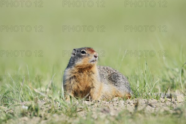 Columbia ground squirrel (Urocitellus columbianus, Spermophilus columbianus), Jasper National Park, Alberta, Canada