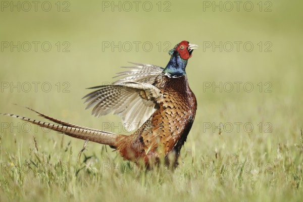 Hunting pheasant (Phasianus colchicus), cock mating in a meadow, North Rhine-Westphalia, Germany