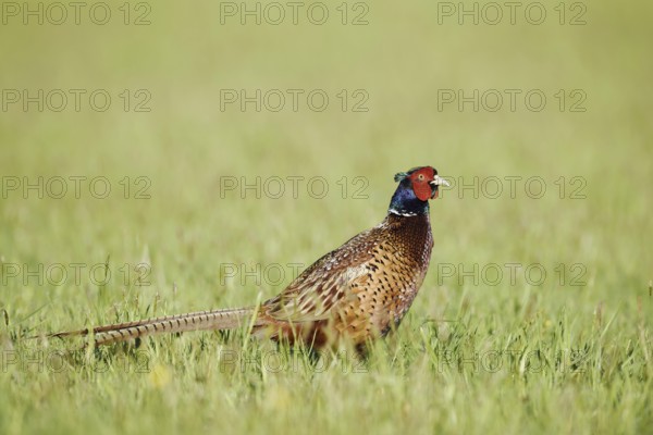 Hunting pheasant (Phasianus colchicus), cock standing in a meadow, North Rhine-Westphalia, Germany