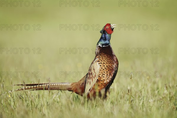 Hunting pheasant (Phasianus colchicus), cock stands calling in a meadow, North Rhine-Westphalia, Germany
