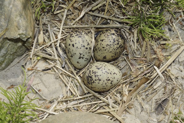 Oystercatcher (Haematopus ostralegus), clutch in nest, North Holland, Netherlands