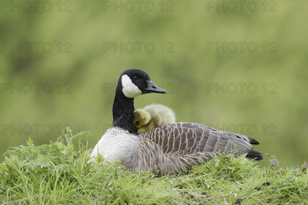Canada goose (Branta canadensis) with chicks, North Rhine-Westphalia, Germany