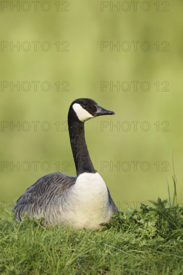Canada goose (Branta canadensis) sitting on the bank, North Rhine-Westphalia, Germany