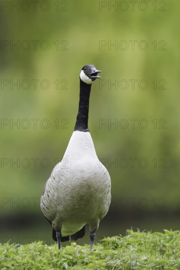 Canada goose (Branta canadensis) stands calling on the bank, North Rhine-Westphalia, Germany