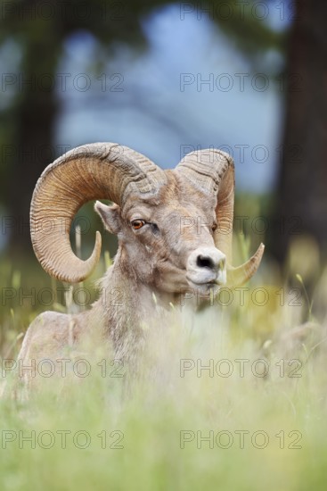 Rocky Mountains bighorn sheep (Ovis canadensis canadensis), ram, Banff National Park, Alberta, Canada