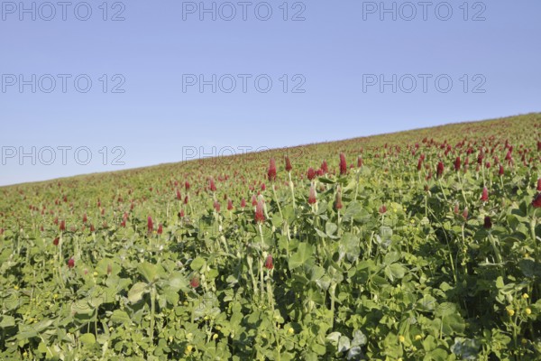Purple clover or foxtail clover (Trifolium rubens) flowering, North Rhine-Westphalia, Germany