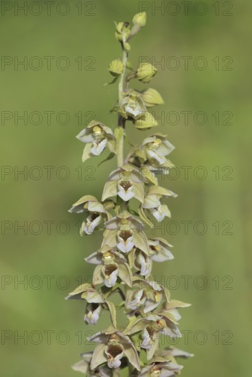 Broad-leaved helleborine or broad-leaved marsh orchid (Epipactis helleborine), inflorescence, North Rhine-Westphalia, Germany