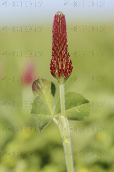 Purple clover or foxtail clover (Trifolium rubens), inflorescence, North Rhine-Westphalia, Germany
