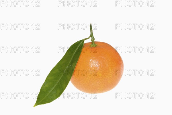 Clementine (Citrus clementina), fruit and leaves on a white background