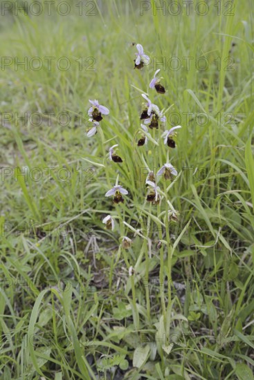 Bumblebee orchid (Ophrys holoserica), Kaiserstuhl, Baden-Württemberg, Germany