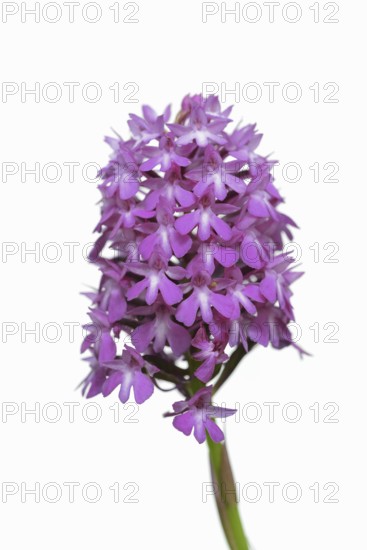 Pyramidal dogbane (Anacamptis pyramidalis), inflorescence against a white background, Kaiserstuhl, Baden-Württemberg, Germany