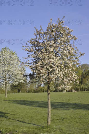 Flowering apple tree (Malus domestica) in spring, North Rhine-Westphalia, Germany