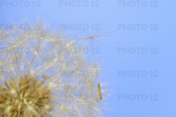 Common dandelion (Taraxacum sect. Ruderalia), dandelion, North Rhine-Westphalia, Germany