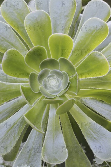 Golden yellow aeonium or roofroot (Aeonium holochrysum), rosette of leaves, Tenerife, Canary Islands, Spain