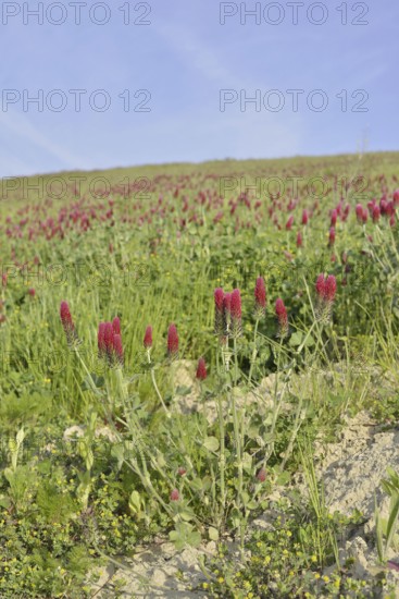 Purple clover or foxtail clover (Trifolium rubens) flowering, North Rhine-Westphalia, Germany