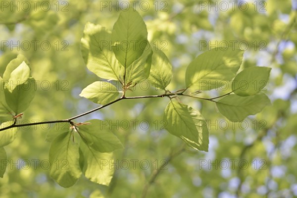 European beech (Fagus sylvatica), leaves in spring, North Rhine-Westphalia, Germany
