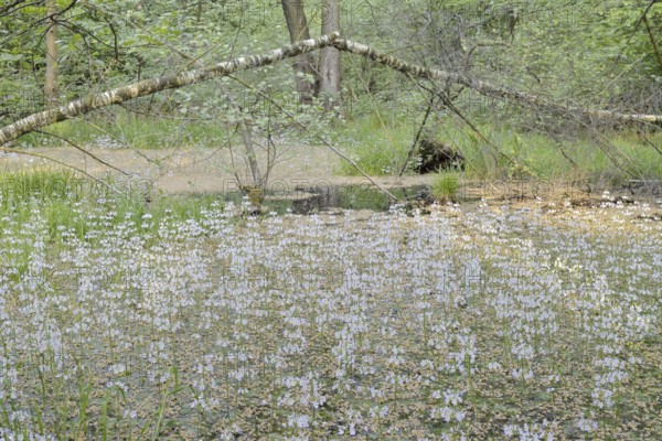 Flowering European water feather or water primrose (Hottonia palustris) in a pond, North Rhine-Westphalia, Germany