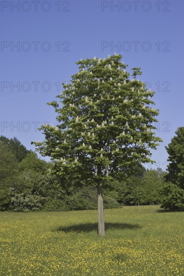 Horse chestnut (Aesculus hippocastanum) flowering in spring, North Rhine-Westphalia, Germany