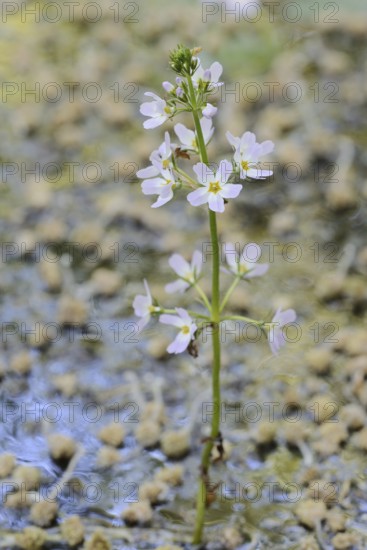 European water feather or water primrose (Hottonia palustris), inflorescence, North Rhine-Westphalia, Germany