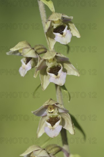 Broad-leaved helleborine or broad-leaved marsh orchid (Epipactis helleborine), flowers, North Rhine-Westphalia, Germany
