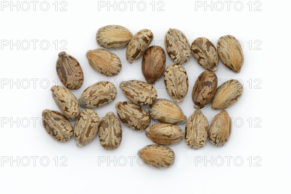 Miracle tree or castor oil plant (Ricinus communis), seeds on white background