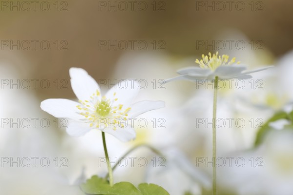 Wood anemone (Anemone nemorosa), flowers, North Rhine-Westphalia, Germany