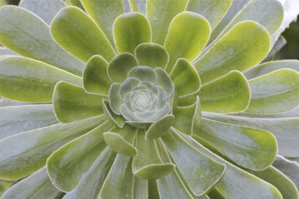 Golden yellow aeonium or roofroot (Aeonium holochrysum), rosette of leaves, Tenerife, Canary Islands, Spain