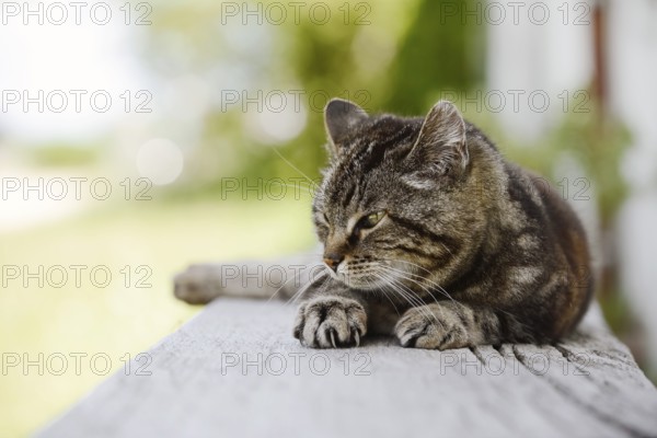 Domestic cat (Felis catus) lying on a wooden bench, Brittany, France