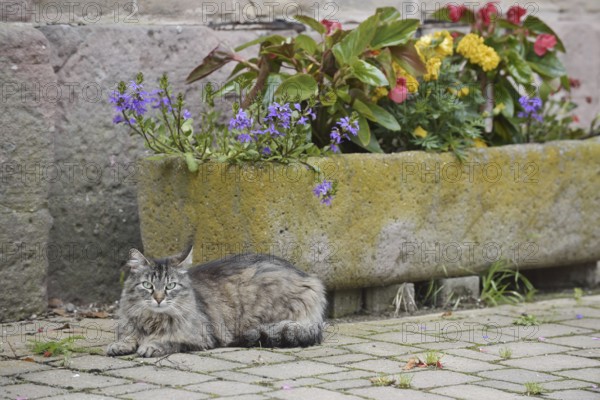 Domestic cat lying in front of a flower pot with blooming flowers, Alsace, France