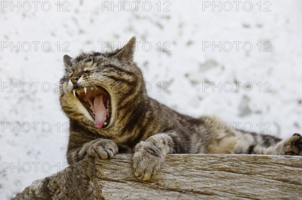 Domestic cat (Felis catus) lying yawning on a wooden bench, Brittany, France