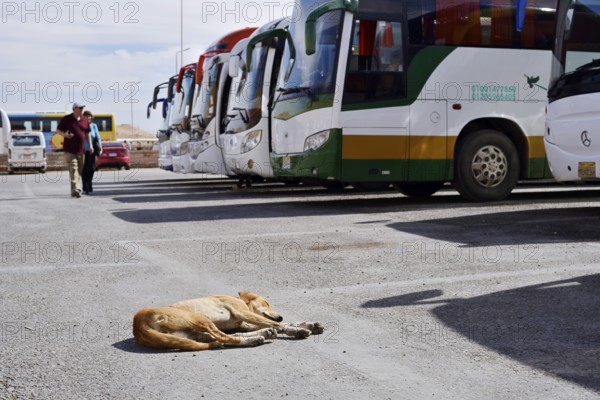 Dog and buses at the car park of Hatshepsut Temple, Mortuary Temple of Hatshepsut, Deir el-Bahari, Thebes, Luxor, Egypt