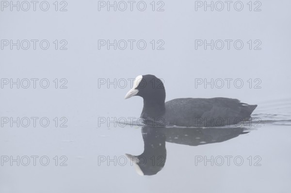 Eurasian Coot (Fulica atra) swimming in the morning mist, North Rhine-Westphalia, Germany