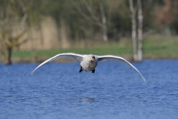 Mute swan (Cygnus olor) flying over a lake, North Rhine-Westphalia, Germany