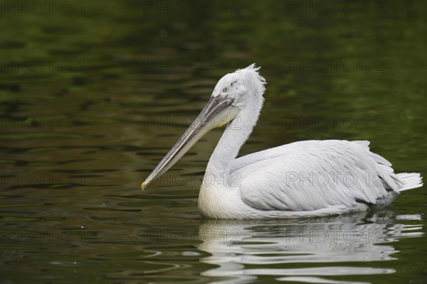 Dalmatian Pelican (Pelecanus crispus), swimming, Lake Kerkini, Central Macedonia, Greece