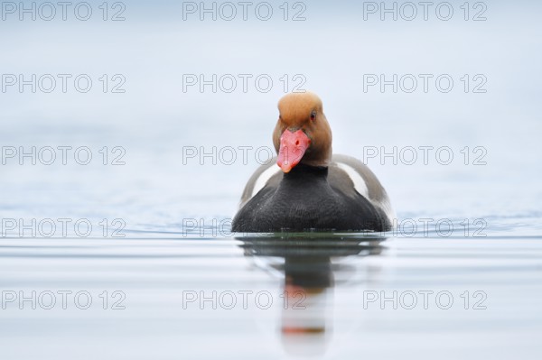 Red-crested pochard (Netta rufina), swimming drake, Lake Constance, Baden-Württemberg, Germany