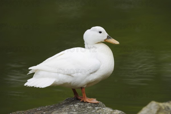 Domestic duck (Anas platyrhynchos f. domestica), North Rhine-Westphalia, Germany