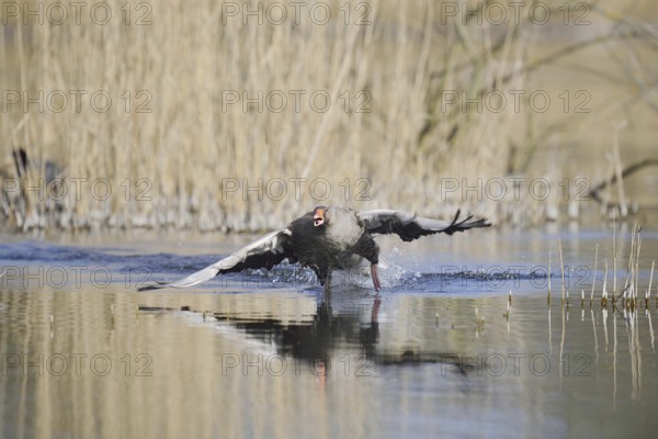 Greylag goose (Anser anser) flying up, North Rhine-Westphalia, Germany