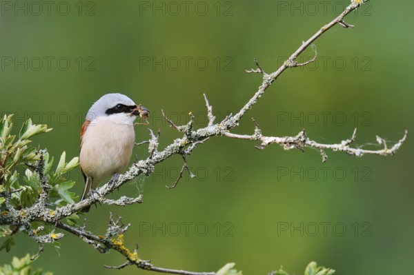 Red-backed shrike (Lanius collurio), male sitting with prey on a branch, North Rhine-Westphalia, Germany