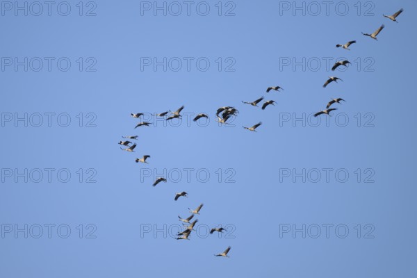 Cranes (Grus grus) in flight, North Rhine-Westphalia, Germany
