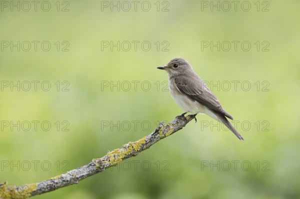 Grey flycatcher (Muscicapa striata) sitting on a branch, Alsace, France