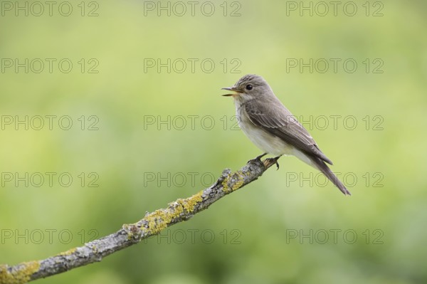 Grey flycatcher (Muscicapa striata) sits singing on a branch, Alsace, France