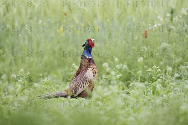 Hunting pheasant (Phasianus colchicus), calling cock, North Rhine-Westphalia, Germany