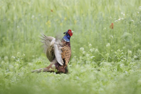 Hunting pheasant (Phasianus colchicus), mating cock, North Rhine-Westphalia, Germany