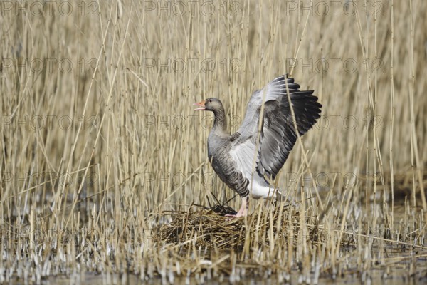 Greylag goose (Anser anser) standing on the nest, North Rhine-Westphalia, Germany