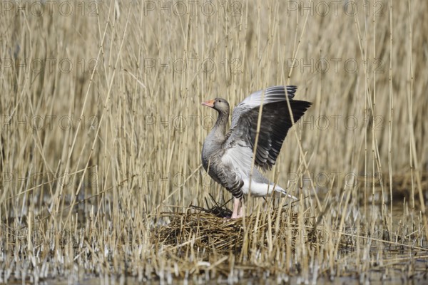 Greylag goose (Anser anser) on the nest, North Rhine-Westphalia, Germany