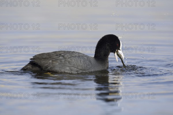 Eurasian Coot (Fulica atra) feeding, North Rhine-Westphalia, Germany
